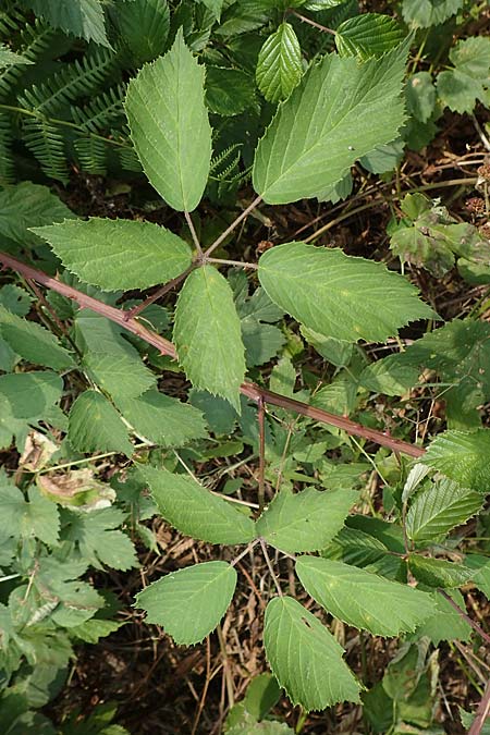 Rubus gratus \ Angenehme Brombeere / Pleasant Bramble, D Herne 27.7.2019