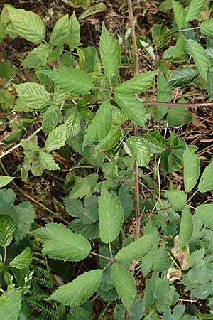 Rubus gratus \ Angenehme Brombeere / Pleasant Bramble, D Herne 27.7.2019