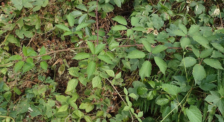 Rubus gratus \ Angenehme Brombeere / Pleasant Bramble, D Herne 27.7.2019