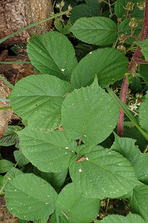 Rubus maassii \ Maaens Brombeere, D Hann. Münden 28.7.2019