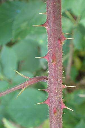 Rubus meierottii \ Meierotts Haselblatt-Brombeere / Meierott's Bramble, D Rabenau-Geilshausen 30.7.2019