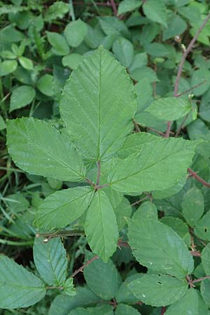 Rubus meierottii \ Meierotts Haselblatt-Brombeere / Meierott's Bramble, D Rabenau-Geilshausen 30.7.2019