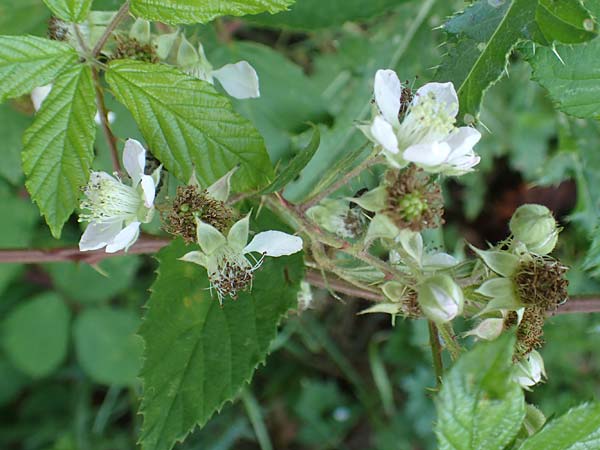 Rubus meierottii \ Meierotts Haselblatt-Brombeere / Meierott's Bramble, D Rabenau-Geilshausen 30.7.2019