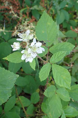 Rubus meierottii \ Meierotts Haselblatt-Brombeere / Meierott's Bramble, D Rabenau-Geilshausen 30.7.2019