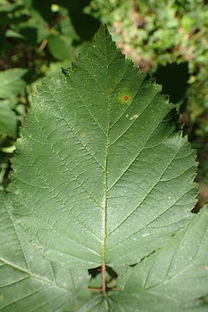 Rubus montanus \ Mittelgebirgs-Brombeere, D Karlsruhe 18.8.2019