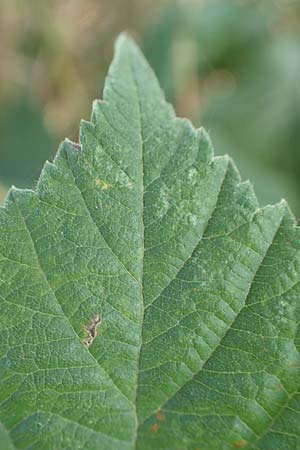 Rubus mollis \ Weiche Haselblatt-Brombeere, D Sachsenheim-Häfnerhaslach 11.9.2019