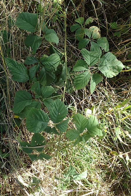 Rubus mollis \ Weiche Haselblatt-Brombeere / Soft Bramble, D Sachsenheim-Häfnerhaslach 11.9.2019