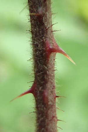 Rubus spec9 ? / Bramble, D Salmünster Mühlwiese 20.6.2020