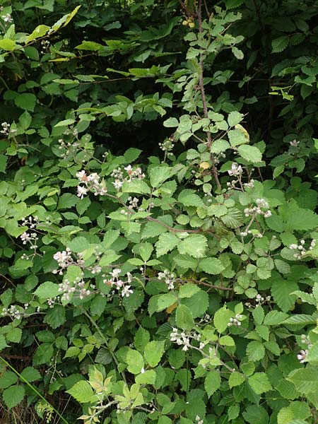 Rubus spec9 ? \ Haselblatt-Brombeere, D Salmünster Mühlwiese 20.6.2020