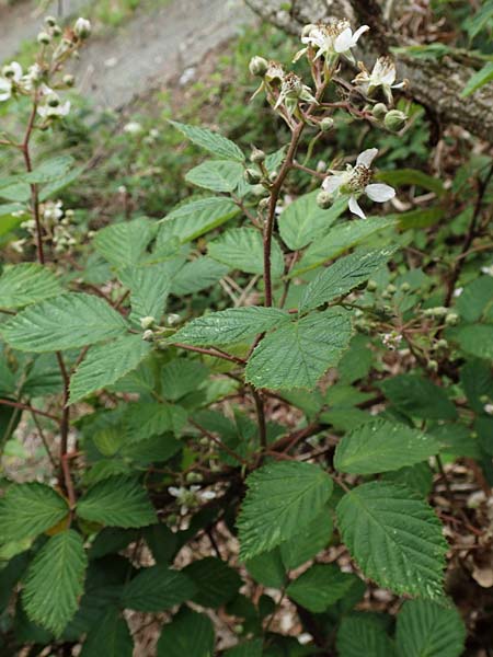 Rubus meierottii \ Meierotts Haselblatt-Brombeere / Meierott's Bramble, D Greifenstein-Holzhausen 22.6.2020