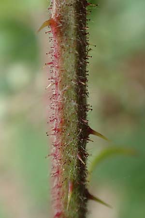 Rubus meierottii \ Meierotts Haselblatt-Brombeere / Meierott's Bramble, D Greifenstein-Holzhausen 22.6.2020