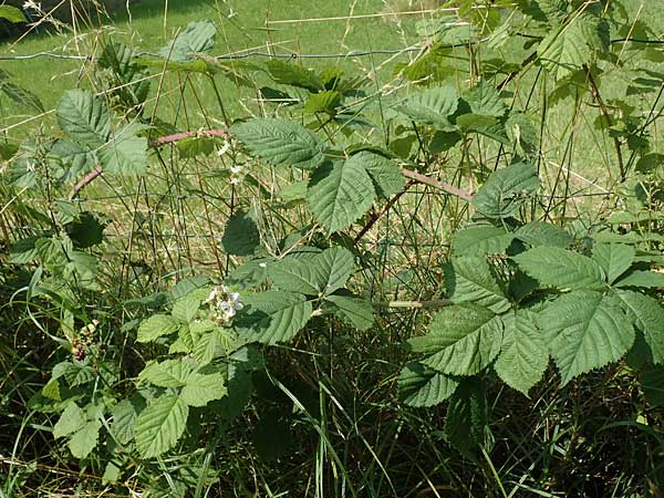 Rubus moerlenbach \ Mrlenbacher Haselblatt-Brombeere / Moerlenbach Bramble, D Odenwald, Weyher 14.7.2020