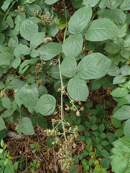 Rubus macrophyllus \ Breitblttige Brombeere / Large Leaved Bramble, D Herne 28.7.2020