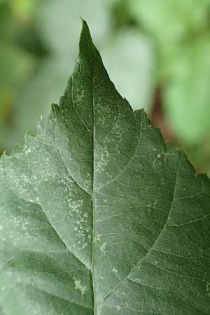 Rubus macrophyllus \ Breitblttige Brombeere / Large Leaved Bramble, D Herne 28.7.2020