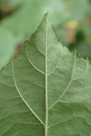 Rubus macrophyllus \ Breitblttige Brombeere / Large Leaved Bramble, D Herne 28.7.2020