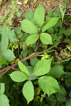 Rubus montanus \ Mittelgebirgs-Brombeere / Mountain Bramble, D Herne 28.7.2020