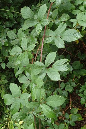 Rubus montanus \ Mittelgebirgs-Brombeere, D Zwingenberg am Neckar 31.8.2020