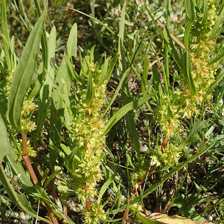 Rumex maritimus \ Ufer-Ampfer / Golden Dock, D Schwarzenborn 8.9.2020