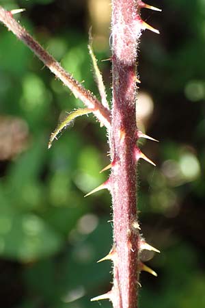 Rubus amphimalacus \ Samtblttrige Brombeere, D Odenwald, Rimbach 21.8.2021