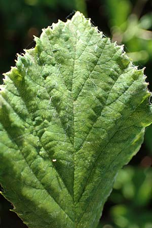 Rubus amphimalacus \ Samtblttrige Brombeere, D Odenwald, Rimbach 21.8.2021