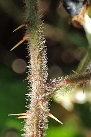 Rubus amphimalacus \ Samtblättrige Brombeere / Velvet-Leaved Bramble, D Odenwald, Rimbach 21.8.2021
