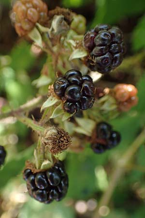 Rubus amphimalacus \ Samtblttrige Brombeere, D Odenwald, Rimbach 21.8.2021