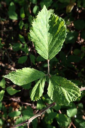 Rubus amphimalacus \ Samtblttrige Brombeere, D Odenwald, Rimbach 21.8.2021