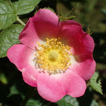 Rosa micrantha \ Kleinbltige Rose / Small-Flowered Sweet Briar, D Offenbach am Main 30.5.2023