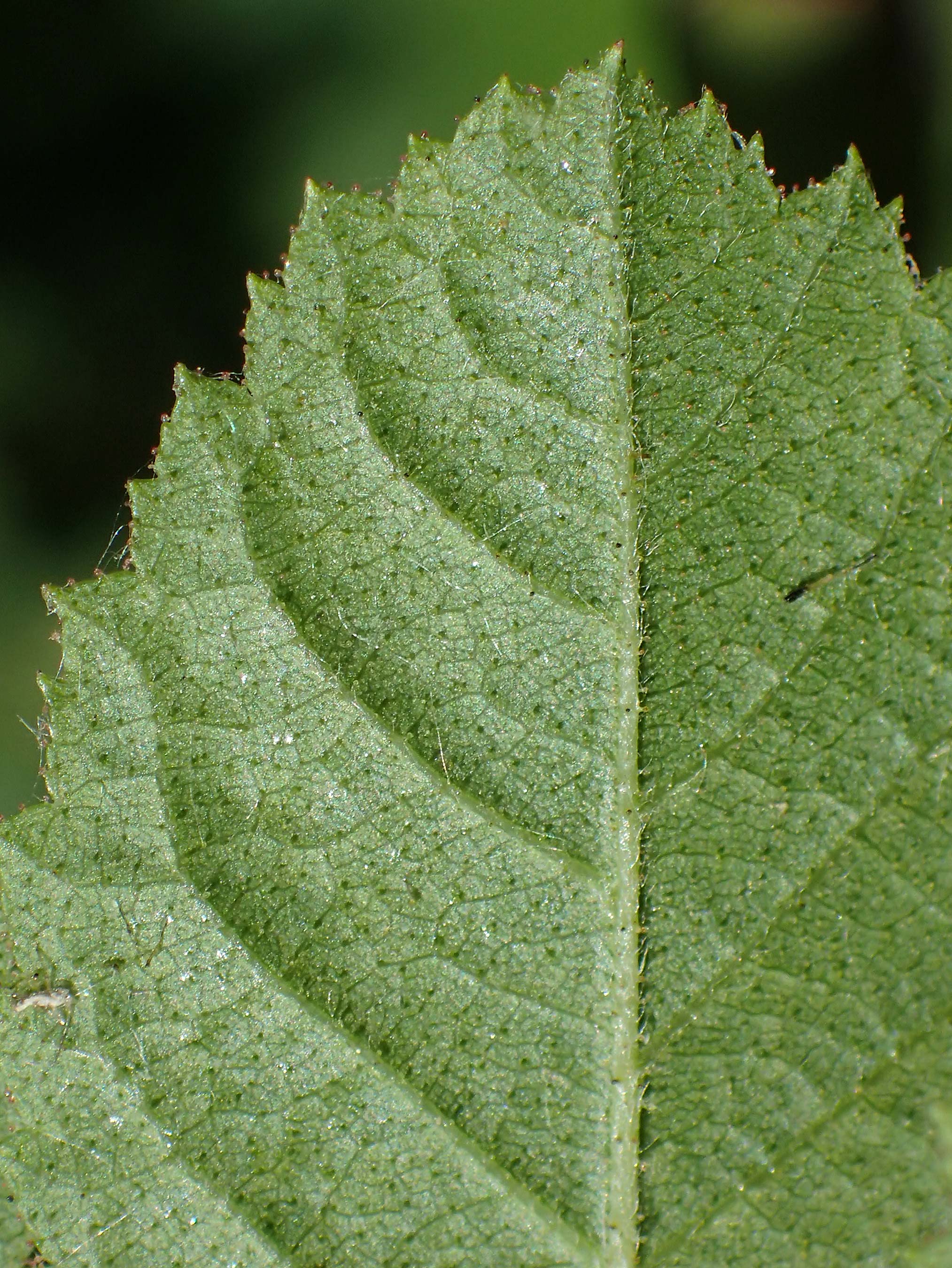 Rosa micrantha \ Kleinbltige Rose / Small-Flowered Sweet Briar, D Offenbach am Main 30.5.2023