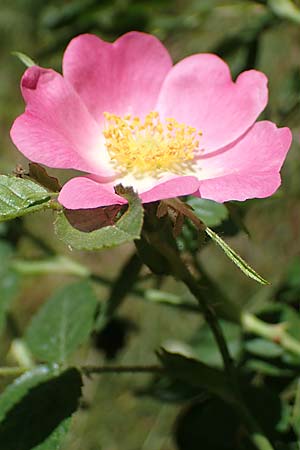 Rosa micrantha \ Kleinbltige Rose / Small-Flowered Sweet Briar, D Offenbach am Main 30.5.2023