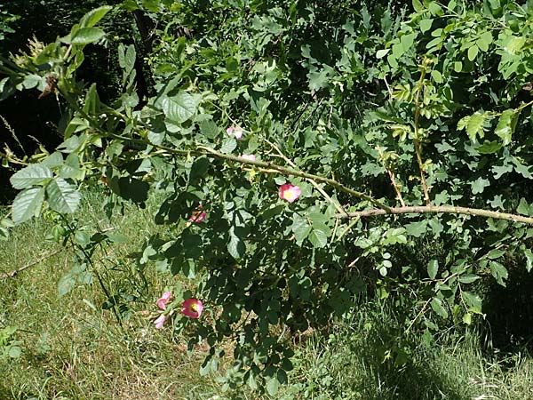 Rosa micrantha \ Kleinbltige Rose / Small-Flowered Sweet Briar, D Offenbach am Main 30.5.2023