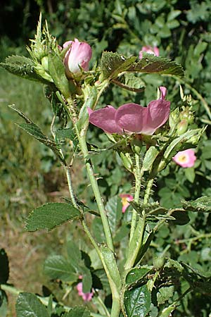 Rosa micrantha \ Kleinbltige Rose / Small-Flowered Sweet Briar, D Offenbach am Main 30.5.2023