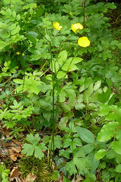 Ranunculus nemorosus / Wood Buttercup, D Blaubeuren 2.6.2015