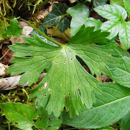 Ranunculus nemorosus \ Hain-Hahnenfu / Wood Buttercup, D Blaubeuren 2.6.2015