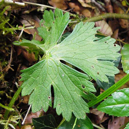 Ranunculus nemorosus \ Hain-Hahnenfu / Wood Buttercup, D Blaubeuren 2.6.2015