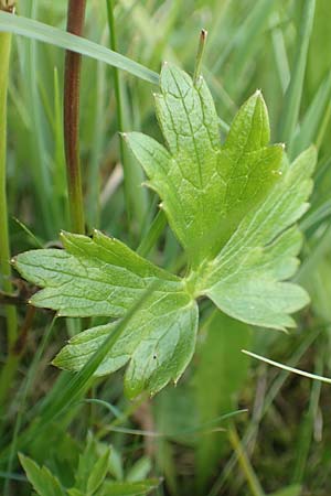 Ranunculus nemorosus \ Hain-Hahnenfu / Wood Buttercup, D Pfronten 28.6.2016
