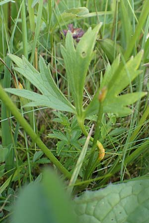 Ranunculus nemorosus / Wood Buttercup, D Pfronten 28.6.2016