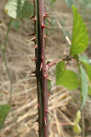 Rubus elegantispinosus / Elegant-Spine Bramble, D Herne 27.7.2019