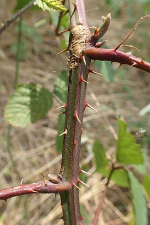 Rubus elegantispinosus \ Schlankstachelige Brombeere / Elegant-Spine Bramble, D Herne 27.7.2019