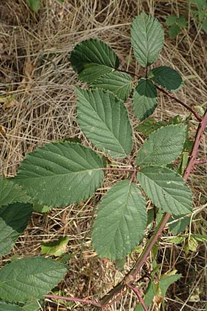 Rubus elegantispinosus / Elegant-Spine Bramble, D Herne 27.7.2019