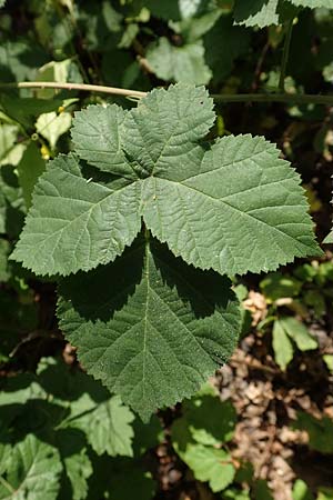 Rubus nemorosus \ Hain-Haselblatt-Brombeere / Wood Bramble, D Neuhof-Giesel 30.7.2019