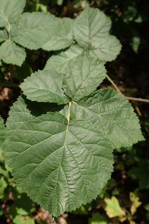 Rubus nemorosus \ Hain-Haselblatt-Brombeere / Wood Bramble, D Neuhof-Giesel 30.7.2019