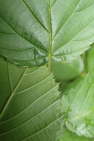 Rubus nessensis \ Fuchsbeere, Halbaufrechte Brombeere / Suberect Bramble, D Karlsruhe 14.8.2019