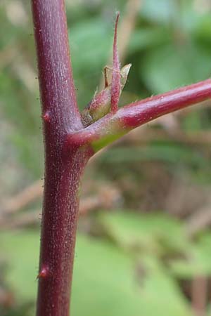 Rubus nessensis \ Fuchsbeere, Halbaufrechte Brombeere / Suberect Bramble, D Schwarzwald/Black-Forest, Hornisgrinde 6.9.2019