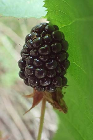 Rubus nessensis / Suberect Bramble, D Black-Forest, Hornisgrinde 6.9.2019