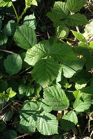 Rubus nord-weschnitztal \ Nord-Weschnitztler Haselblatt-Brombeere, D Odenwald, Fürth-Schlierbach 26.6.2020