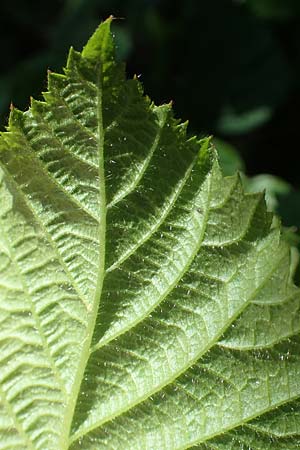 Rubus nord-weschnitztal \ Nord-Weschnitztler Haselblatt-Brombeere, D Odenwald, Fürth-Schlierbach 26.6.2020