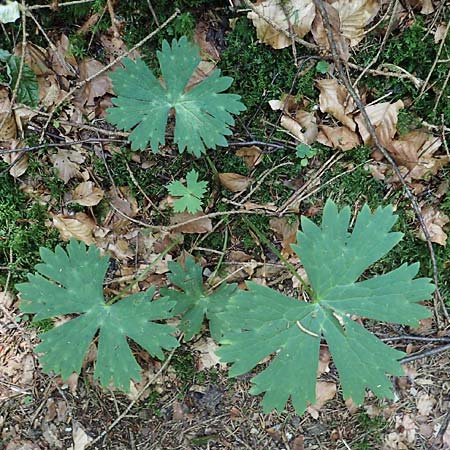 Ranunculus nemorosus ? \ Hain-Hahnenfu / Wood Buttercup, D Berching-Holnstein 23.7.2021