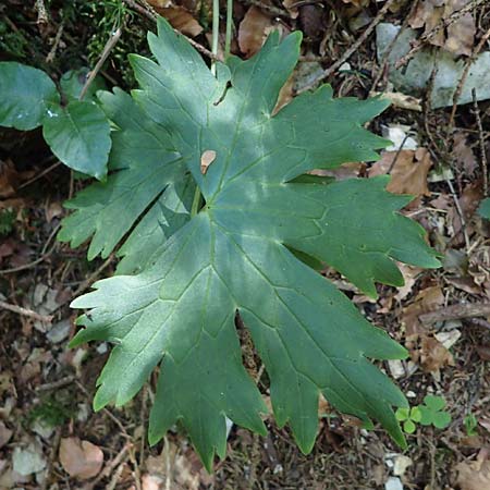 Ranunculus nemorosus ? \ Hain-Hahnenfu / Wood Buttercup, D Berching-Holnstein 23.7.2021