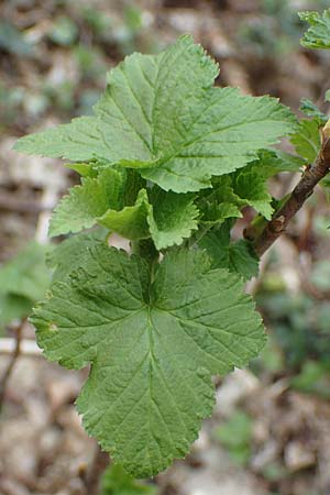 Ribes nigrum \ Schwarze Johannisbeere / Black Currant, D Mömlingen 8.4.2023